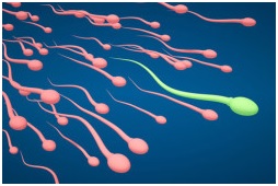 spermogramma.jpg