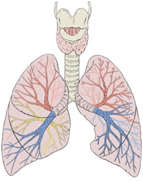 spirometriya.jpg